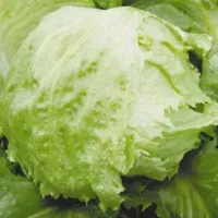 Купить салат Айсберг Арктика