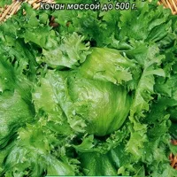 Купить семена Салат Айсберг