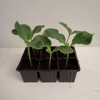 Купить семена Подвой Ферро F1 для томатов, баклажан, огурцов, арбузов Rijk Zwaan