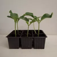 Купить семена Подвой Ферро F1 для томатов, баклажан, огурцов, арбузов Rijk Zwaan