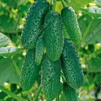 Купить семена Огурец Герман