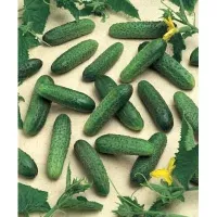 Купить семена Огурец Герман