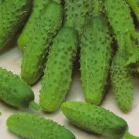 Купить семена Огурец Герман