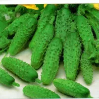Купить семена Огурец Герман