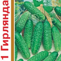 Купить Огурец Гирлянда F1