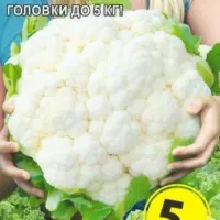 Купить семена Капуста Снежная Баба