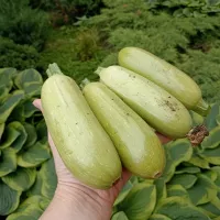 Купить семена Кабачок Кавили