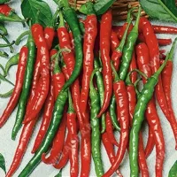 Купить семена Перца острого Кайенского от Аэлиты