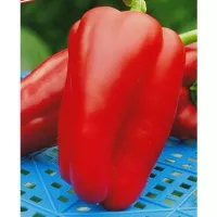 Перец Клаудио F1