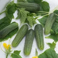 Купить семена Огурец Клавдия F1