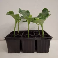 Купить семена Подвой Кобальт F1 для огурца, дыни, арбуза Rijk Zwaan