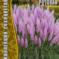 Купить семена Пампасная трава розовая Кортадерия