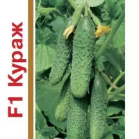 Купить семена огурец Кураж