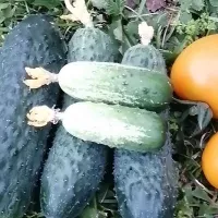 Купить семена Огурец Квирк F1 снековый бело-зеленый (мини огурец)