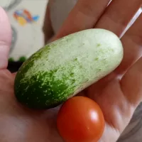 Купить семена Огурец Квирк F1 снековый бело-зеленый (мини огурец)