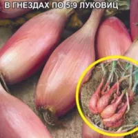 Купить семена Лук шалот Шарлотта