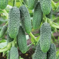 Купить семена Огурец  Маша