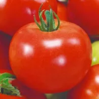 Купить семена Томат Метелица