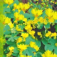 Купить семена Настурция Иноземная канарейка желтая вьющаяся