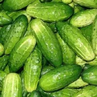 Купить семена Огурец Нежинский