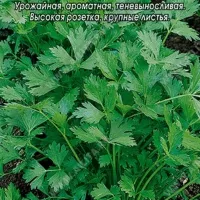 Купить семена Петрушка Богатырь