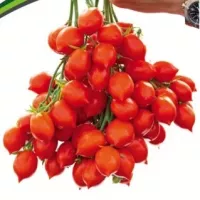 Купить семена Томат Поцелуй