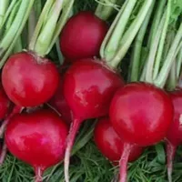 Купить семена Редис Черриэт