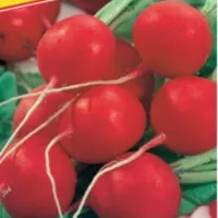 Купить семена Редис Селеста