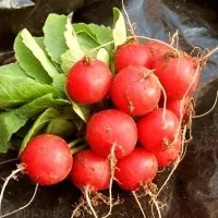 Купить семена Редис Селеста