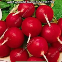 Купить семена Редис Всесезонный
