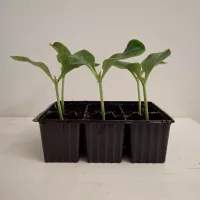 Купить семена Подвой Рутпауэр F1 Sakata для арбуза, дыни