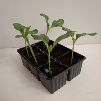 Купить семена Подвой Рутпауэр F1 Sakata для арбуза, дыни