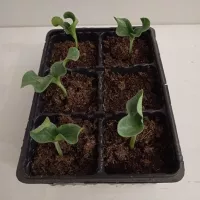 Купить семена Подвой Шинтоза F1 для томатов, баклажан, огурцов, арбузов Nunhems