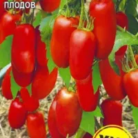 Купить семена Томат Стерлядь