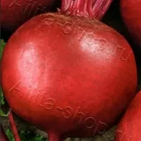 Купить семена Свекла Детройт