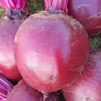 Купить семена Свекла Пабло