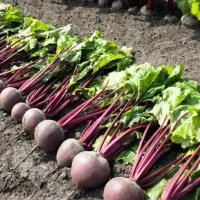 Купить семена Свекла Пабло