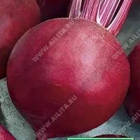 Купить семена Свекла Винегрет