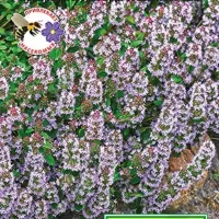 Купить семена Тимьян овощной Медовый аромат