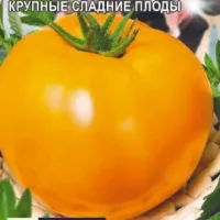 Купить семена Томат Топ Модель