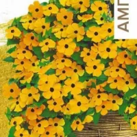 Купить семена Тунбергия крылатая Сюзи Оранжевый каскад