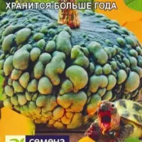 Купить семена Тыква Тортилла