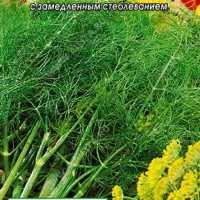 Купить семена Укроп Аллигатор