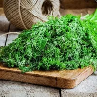 Купить семена Укроп Грибовский