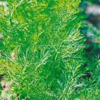 Купить семена Укроп Грибовский