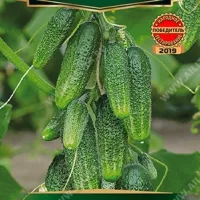 Купить семена Огурец Веселые гномики F1