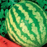 Купить семена Арбуз Кримсон Свит