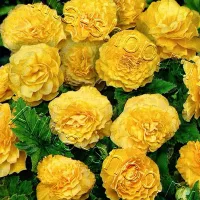 Бегония клубневая махровая Фортун F1 Голден шэйдс