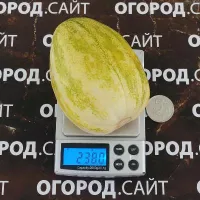 Купить семена Дыня Мечта Сибарита