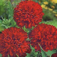 Купить семена Гайлардия Санданс красная